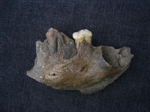 Hyena jaw with three teeth