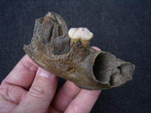Hyena jaw with three teeth