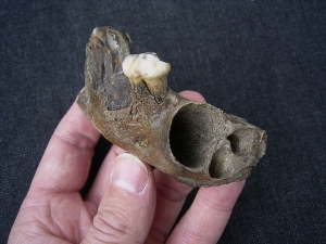 Hyänen Kiefer mit drei Zähnen