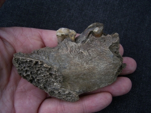 Hyena jaw with three teeth