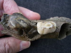 Hyena jaw with three teeth