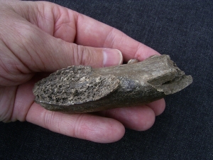 Hyena jaw with three teeth