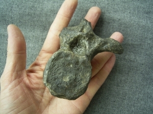 Plesiosaur vertebra