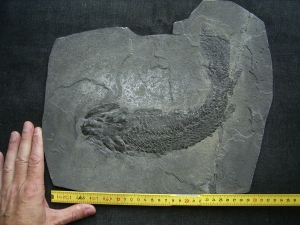 Gyroptychius - Coelacanth, Devonian age