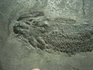 Gyroptychius - Coelacanth, Devonian age