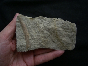 Ichthyosaur rib bone from unusual German location