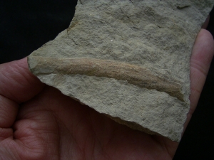 Ichthyosaur rib bone from unusual German location