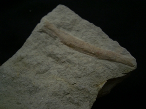 Ichthyosaurier Rippenstück - ungewöhnlicher Deutscher Fundort