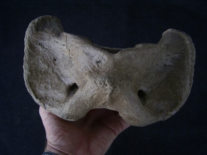 Atlas vertebra Bison priscus