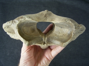 Atlas vertebra Bison priscus