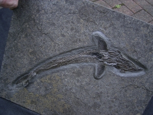 Pachycormus aus Holzmaden