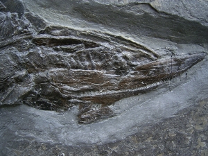 Pachycormus from Holzmaden