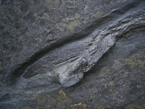 Pachycormus from Holzmaden