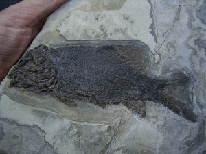 Triassic fish - rare opportunity!