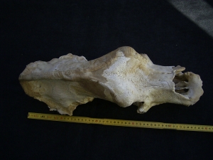 Cave bear skull