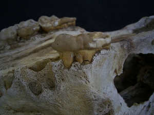 Cave bear skull