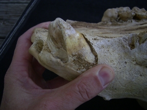 Cave bear skull