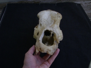 Cave bear skull