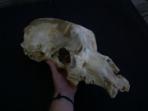Hoehlenbaer Schaedel