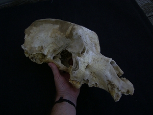 Cave bear skull