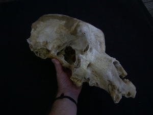 Cave bear skull