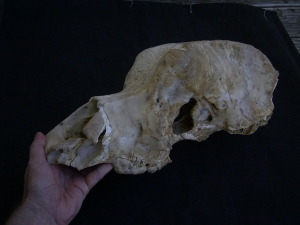 Cave bear skull