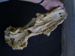 Cave bear skull