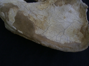 Hoehlenbaer Schaedel