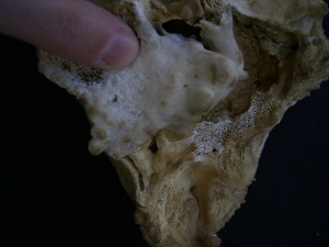 Hoehlenbaer Schaedel