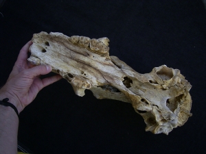 Cave bear skull