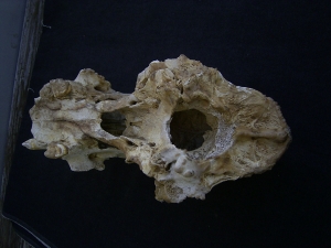 Cave bear skull