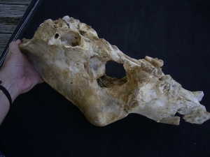 Cave bear skull