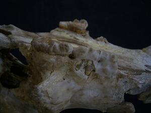 Cave bear skull