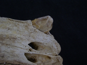 Cave bear skull