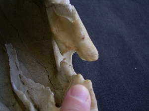Cave bear skull, more pictures