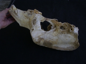 Cave bear skull, more pictures