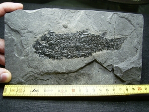 Coelacanth Osteolepis