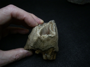 Rhinoceros tooth, pleistocene age