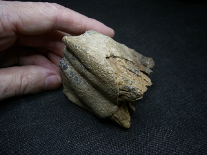 Rhinoceros tooth, pleistocene age