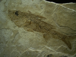Ray-finned fish, oligocene age