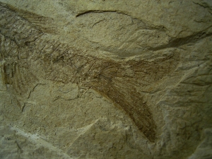 S?gebarsch aus dem Oligozän