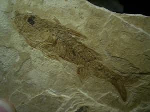 S?gebarsch aus dem Oligozän