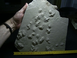 Große Spurenplatte aus dem Perm