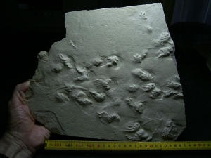 Big permian age track slab