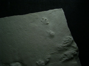 Große Spurenplatte aus dem Perm