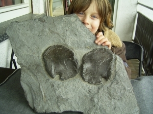 Huge Ichthyosaur shoulder blades