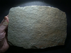 Track slab, permian age, Cocconino Sandstone