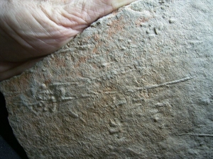Spurenplatte aus dem Perm, Cocconino Sandstein