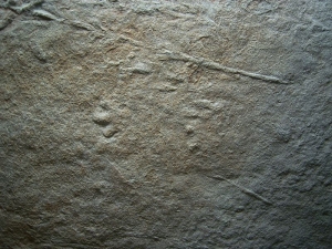 Spurenplatte aus dem Perm, Cocconino Sandstein