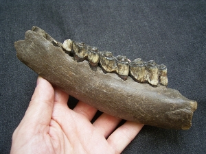 Riesenhirsch-Kiefer mit Zähnen